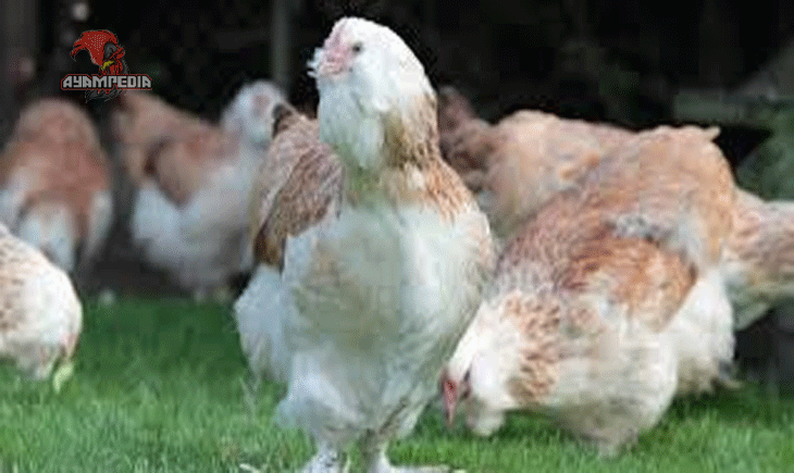 Tips Sukses Beternak Ayam Faverolles di Lingkungan Tropis