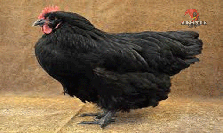 Ayam Australorp Petelur Juara Dunia dengan Sejarah Panjang