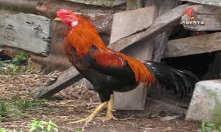 Ayam Kampung dan Perannya dalam Kearifan Lokal Nusantara