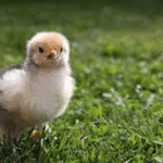 Cara Membedakan Anak Ayam Brahma Asli dan Berkualitas