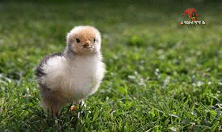 Cara Membedakan Anak Ayam Brahma Asli dan Berkualitas