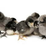 Cara Membesarkan Anak Ayam Kampung agar Cepat Besar
