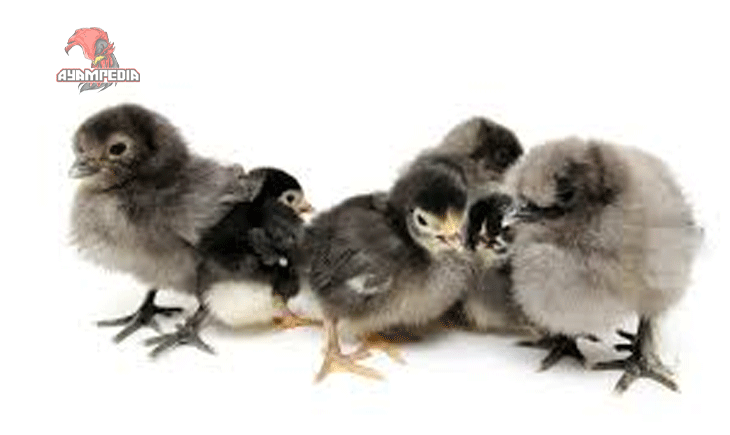 Cara Membesarkan Anak Ayam Kampung agar Cepat Besar