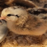 Cara Membuat Kandang Ideal untuk Anak Ayam Ameraucana