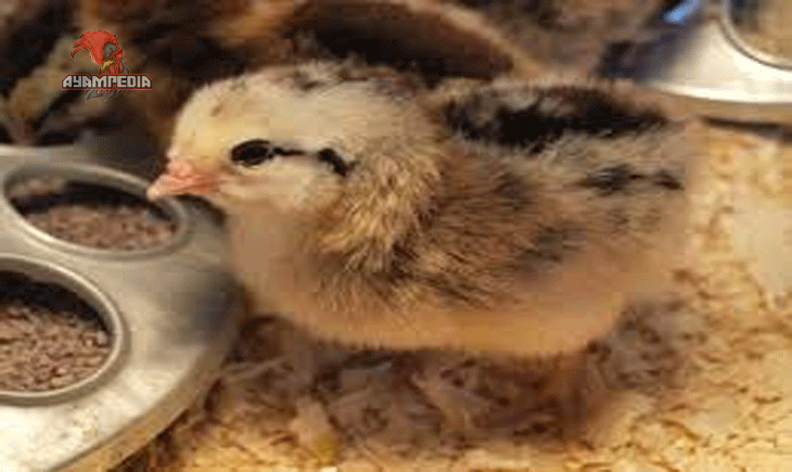 Cara Membuat Kandang Ideal untuk Anak Ayam Ameraucana