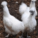 Cara Memilih Anak Ayam Kapas Berkualitas Sejak Dini