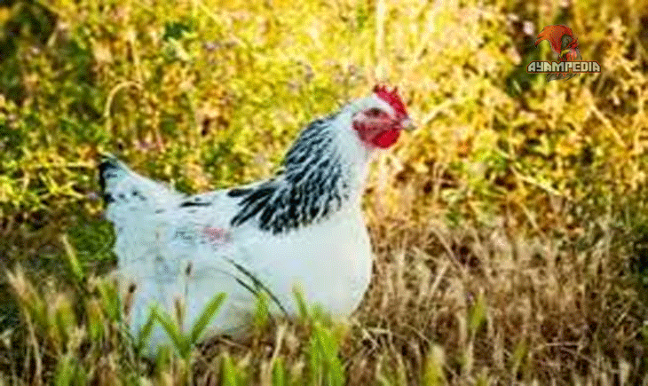 Cara Memilih Bibit Ayam Delaware Berkualitas