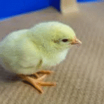 Cara Memilih dan Merawat Anak Ayam Leghorn Berkualitas