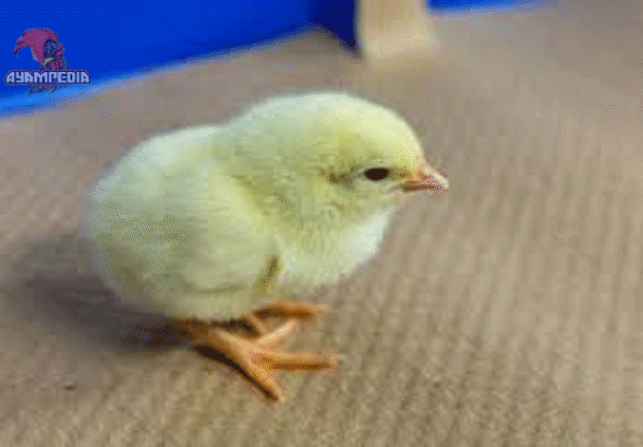 Cara Memilih dan Merawat Anak Ayam Leghorn Berkualitas