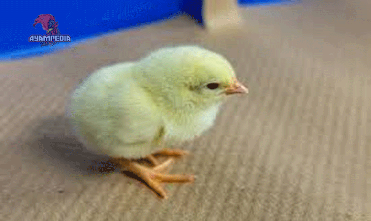Cara Memilih dan Merawat Anak Ayam Leghorn Berkualitas