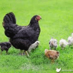 Cara Mengoptimalkan Produksi Telur Ayam Australorp