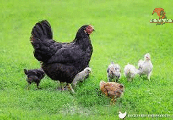 Cara Mengoptimalkan Produksi Telur Ayam Australorp