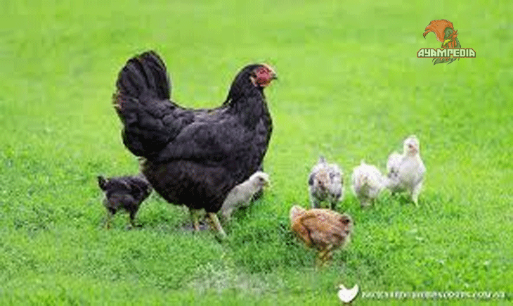 Cara Mengoptimalkan Produksi Telur Ayam Australorp