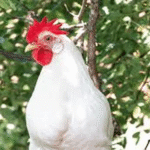 Cara Mengoptimalkan Produksi Telur Ayam Leghorn