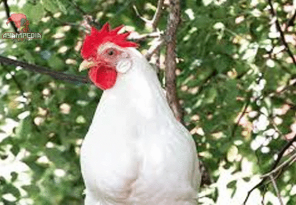 Cara Mengoptimalkan Produksi Telur Ayam Leghorn