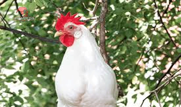 Cara Mengoptimalkan Produksi Telur Ayam Leghorn
