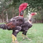 Cara Merawat Anak Ayam Ganoi agar Tumbuh Sehat dan Kuat
