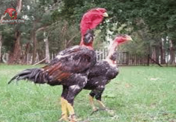 Cara Merawat Anak Ayam Ganoi agar Tumbuh Sehat dan Kuat