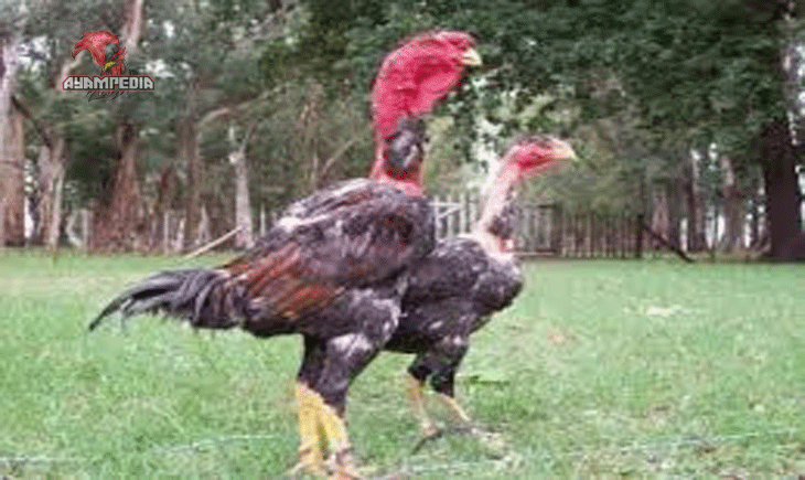 Cara Merawat Anak Ayam Ganoi agar Tumbuh Sehat dan Kuat