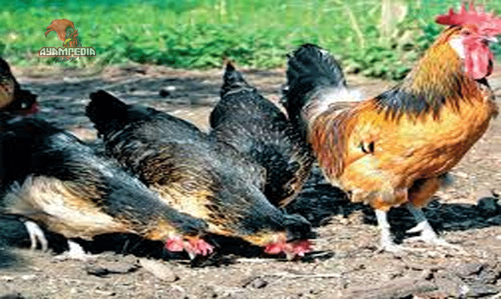 Cara Merawat Ayam Brabanconne agar Tetap Sehat dan Produktif