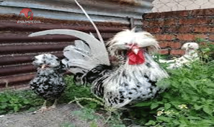 Cara Merawat Ayam Polandia agar Sehat dan Berbulu Indah