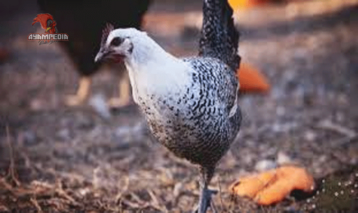 Kunci Sukses dalam Produksi Telur Berkualitas Anak Ayam Fayoumi