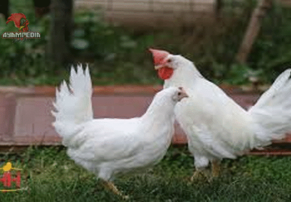 Mengapa Ayam Leghorn Dijuluki Raja Petelur Dunia?