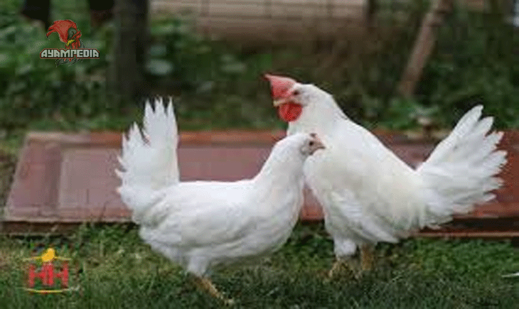 Mengapa Ayam Leghorn Dijuluki Raja Petelur Dunia?