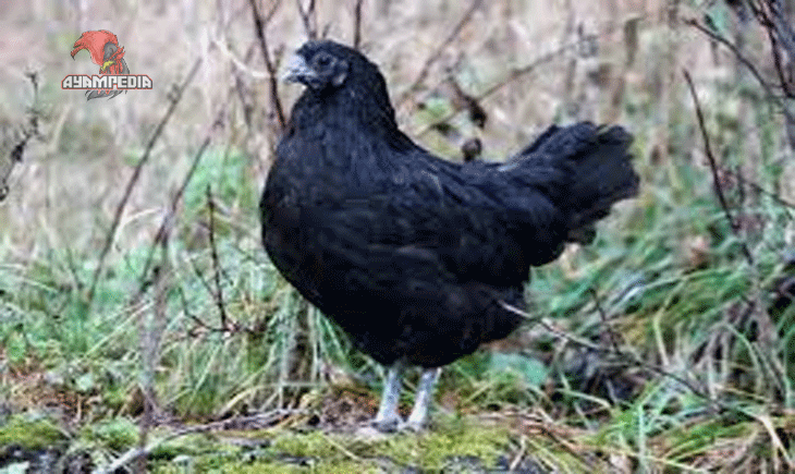 Mengenal Karakteristik Fisik dan Sifat Ayam Svart Hona