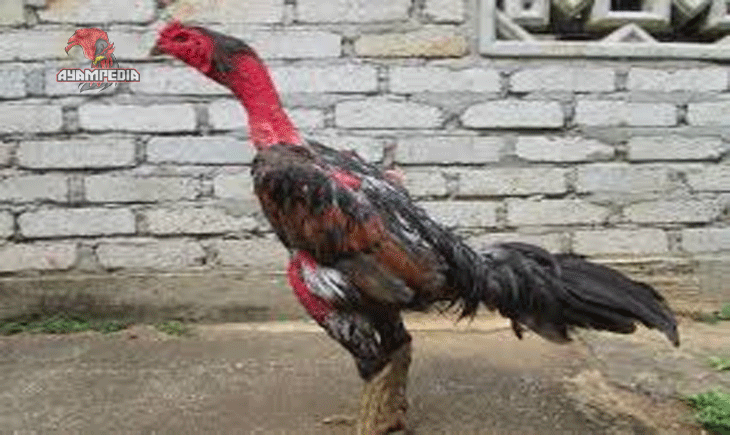 Menguak kisah ayam Ganoi berarti memahami lebih dari sekadar sejarah ayam laga. Ganoi adalah simbol kekuatan fisik, ketahanan mental, dan kecerdasan strategi yang menjadikannya legenda hingga kini.