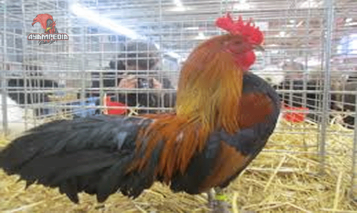Panduan Lengkap Beternak Ayam Ardennaise untuk Pemula