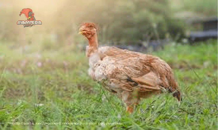 Panduan Lengkap Beternak Ayam Holland untuk Pemula