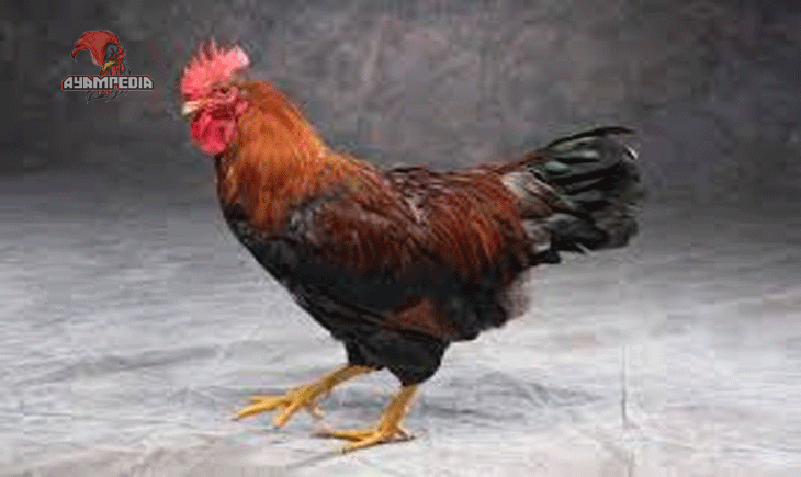 Panduan Lengkap Beternak Ayam Welsumer Bantam untuk Pemula
