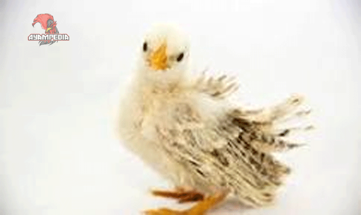 Panduan Pemeliharaan Anak Ayam Frizzle untuk Pemula