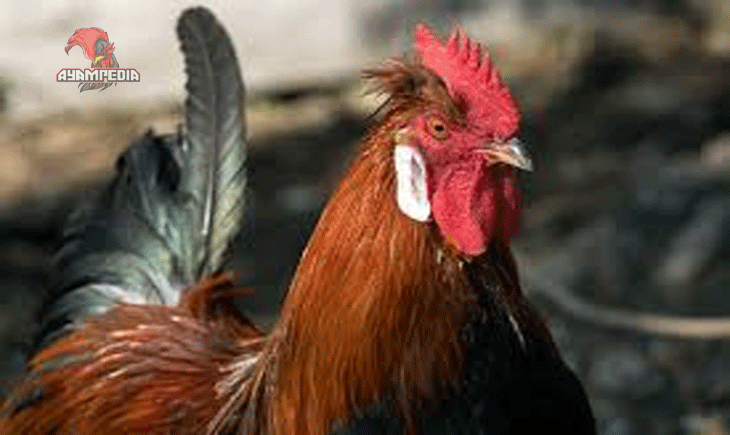 Peluang Bisnis Beternak Ayam Altsteirer di Indonesia