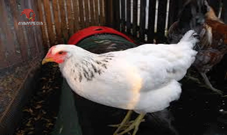 Peluang Bisnis Beternak Ayam Delaware di Indonesia