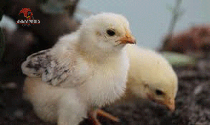 Rahasia Sukses Beternak Anak Ayam Malines untuk Pemula