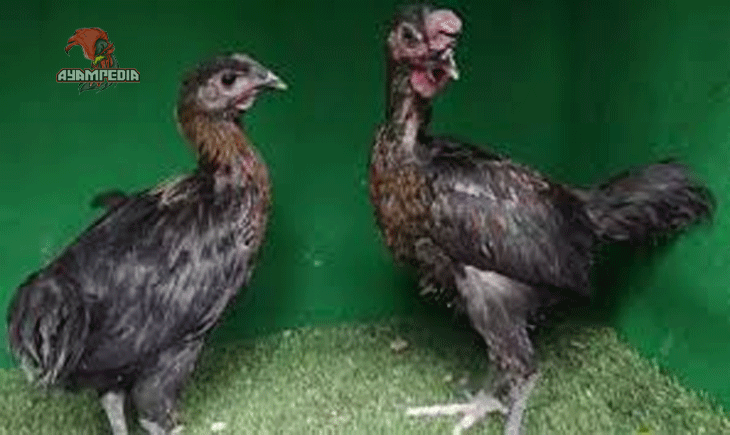 Rahasia Sukses Beternak Anak Ayam Pelung untuk Pemula