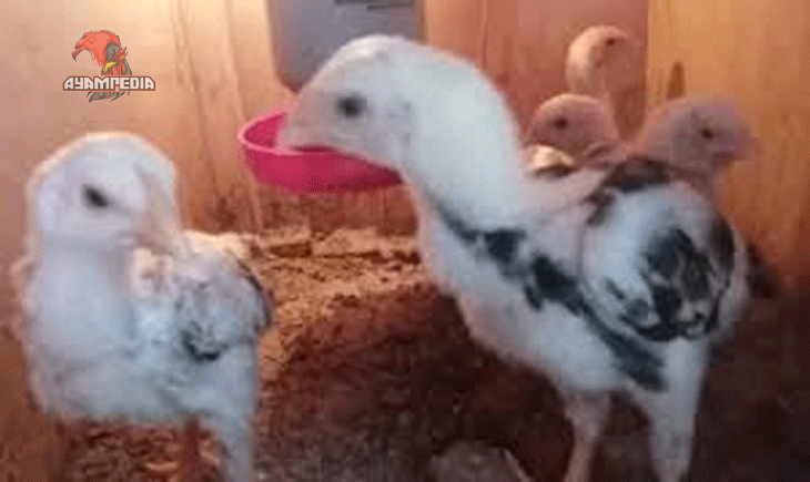 Rahasia Sukses Beternak Anak Ayam Sharmo untuk Pemula