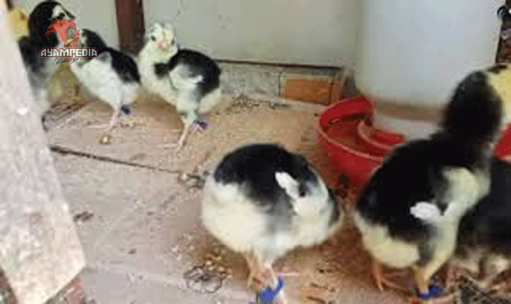 Rahasia Sukses Ternak Anak Ayam Alsteirer untuk Pemula