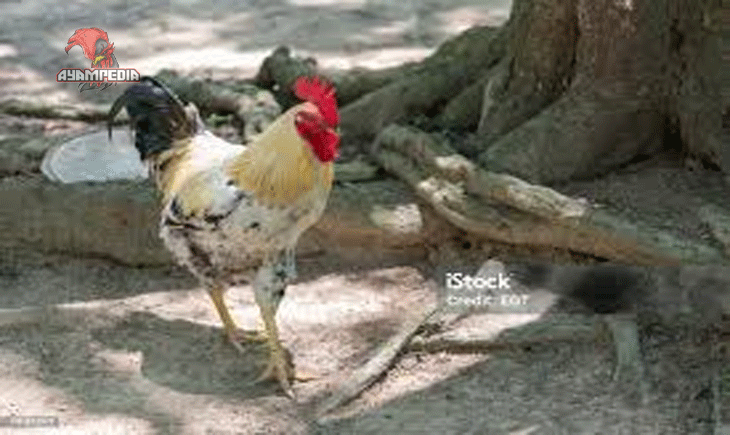 Fakta Unik Ayam Creole yang Bikin Penasaran Pecinta Unggas