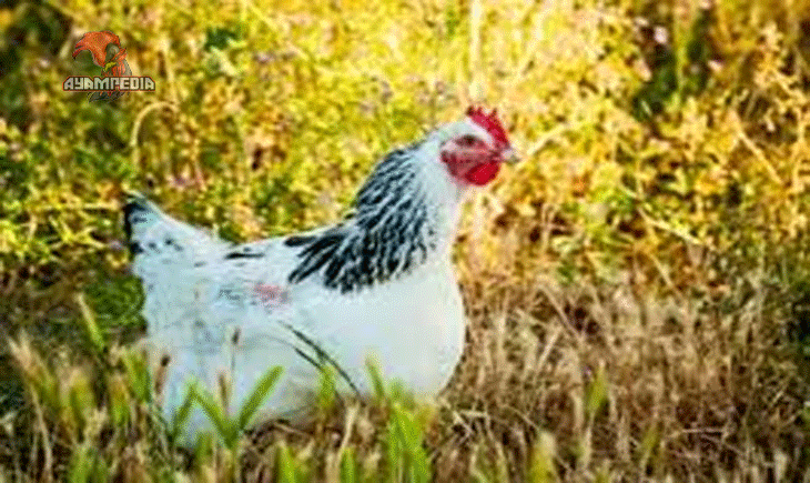 Fakta Unik Ayam Delaware yang Wajib Diketahui Pecinta Unggas