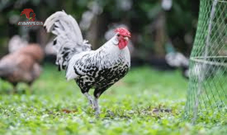 Fakta Unik Ayam Hamburg yang Wajib Diketahui Pecinta Unggas