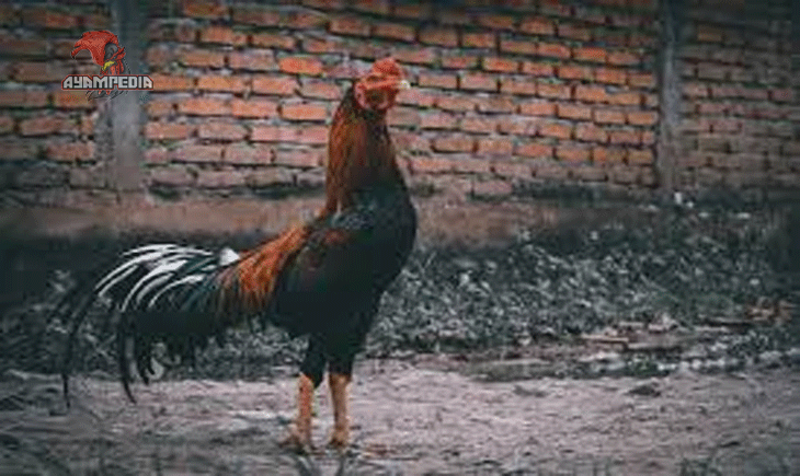 Kumpulan Jenis Ayam Ayam Petarung Di Indonesia
