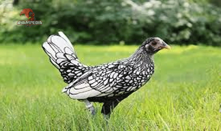 Kumpulan Jenis Ayam Hias di Indonesia