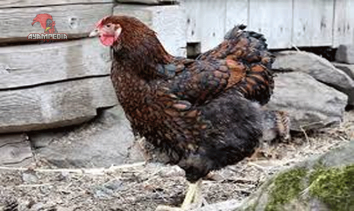 Kumpulan Jenis Ayam Petelur Di Indonesia