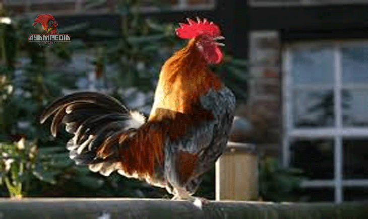 Mengungkap Rahasia Ayam Altsteirer