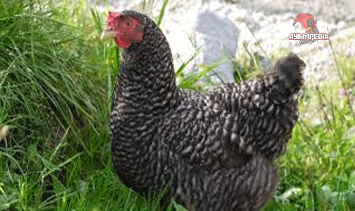 Mengungkap Rahasia Ayam Amrock Sebagai Ayam Hibrida Unggulan
