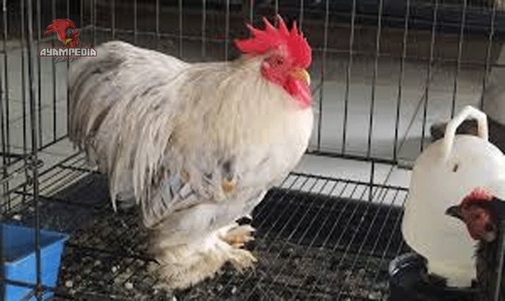 Mengungkap Rahasia Ayam Cochin sebagai Primadona Koleksi Hobiis
