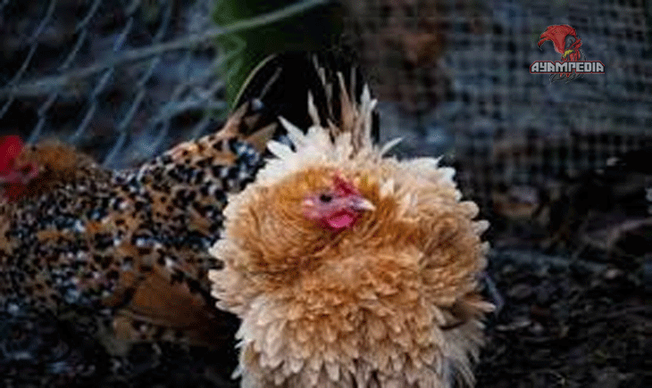 Mengungkap Rahasia Ayam Frizzle